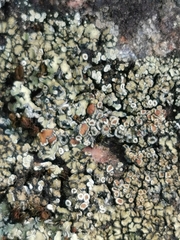 Lecanora bolcana