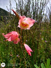 Gladiolus × hortulanus
