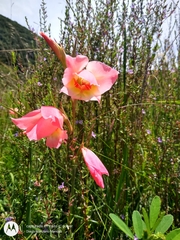 Gladiolus × hortulanus
