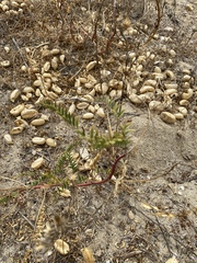 Astragalus