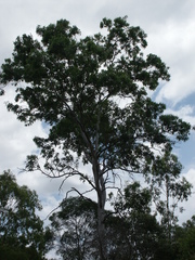 Eucalyptus major