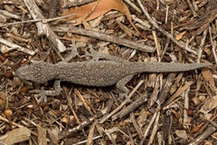 Strophurus williamsi