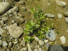 Lindernia procumbens