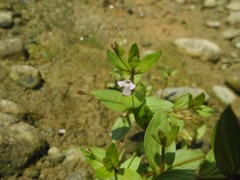 Lindernia procumbens