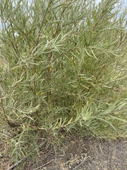 Salix exigua
