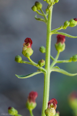 Scrophularia desertorum