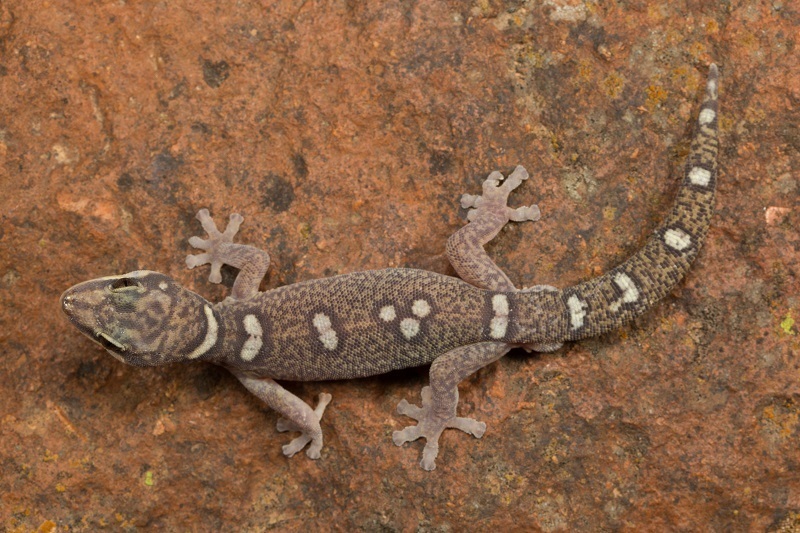 Elegant Velvet Gecko