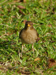 Turdus pelios