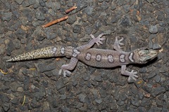 Oedura elegans