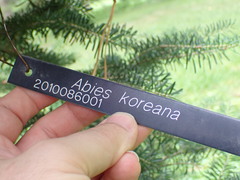 Abies koreana