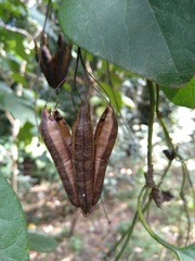 Aristolochia littoralis