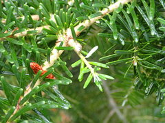 Abies koreana