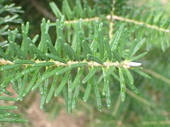 Abies koreana