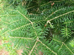 Abies koreana
