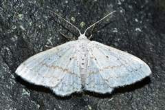 Idaea tacturata