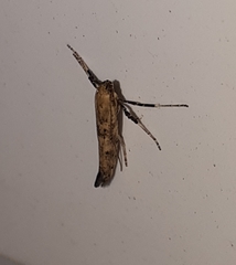 Caloptilia populetorum