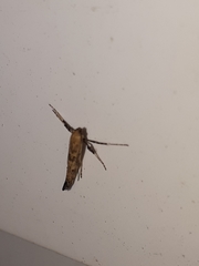 Caloptilia populetorum