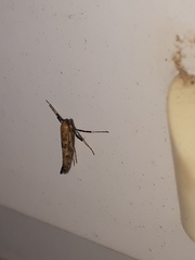 Caloptilia populetorum