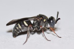 Epinysson tramosericus