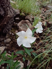 Mandevilla hypoleuca