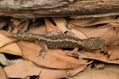 Diplodactylus vittatus