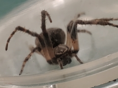 Larinioides sclopetarius