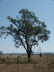 Eucalyptus melanophloia
