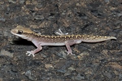 Diplodactylus vittatus