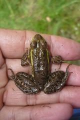 Lithobates montezumae