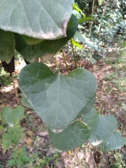 Aristolochia littoralis