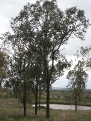 Eucalyptus melanophloia