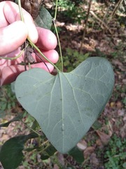 Aristolochia littoralis