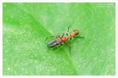 Myrmarachne formosana