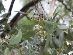 Eucalyptus melanophloia
