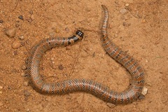 Brachyurophis australis