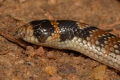 Brachyurophis australis