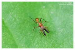 Myrmarachne formosana