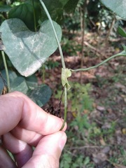 Aristolochia littoralis