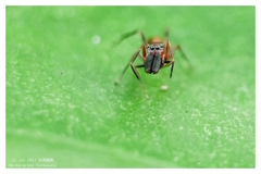 Myrmarachne formosana