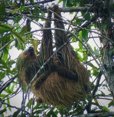 Choloepus didactylus