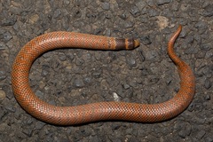 Brachyurophis australis