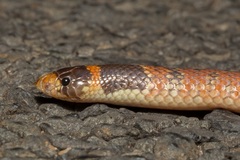 Brachyurophis australis
