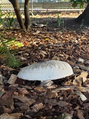 Agaricus