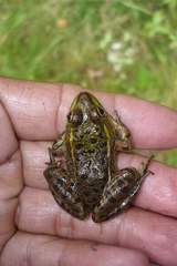 Lithobates montezumae