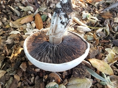 Agaricus
