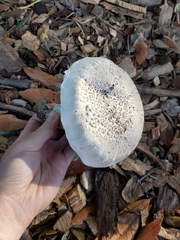 Agaricus