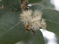 Eucalyptus melanophloia