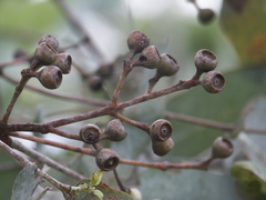 Eucalyptus melanophloia