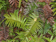 Blechnum procerum