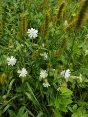 White Campion (Melandrium album)